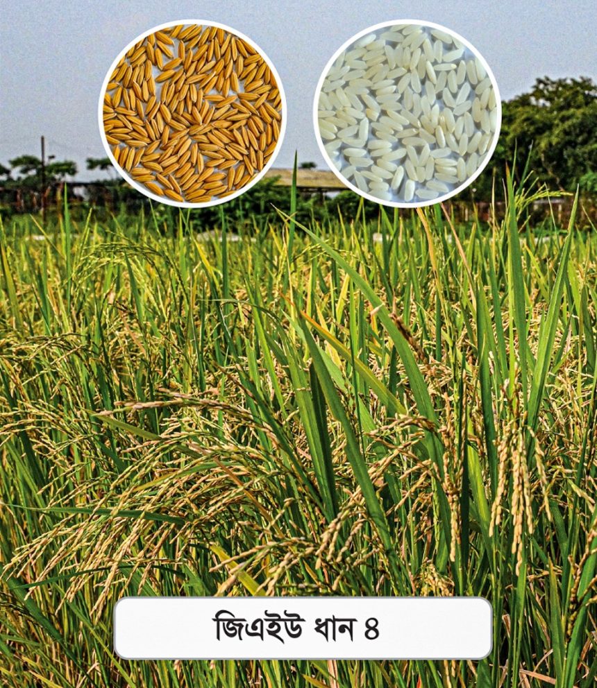 গাকৃবিতে স্বল্পমেয়াদী ও উচ্চ ফলনশীল চিকন জাত ‘জিএইউ ধান ৪’ উদ্ভাবন