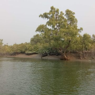 সুন্দরবনে বেপরোয়া  বনদস্যু বাহিনী জেলেদের উপর চালাচ্ছে নির্মম নির্যাতন