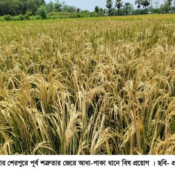 বগুড়ার শেরপুরে পূর্ব শত্রুতার জেরে পাকা ধানে বিষ প্রয়োগ ও সেচযন্ত্র ভাঙচুর, থানায় অভিযোগ