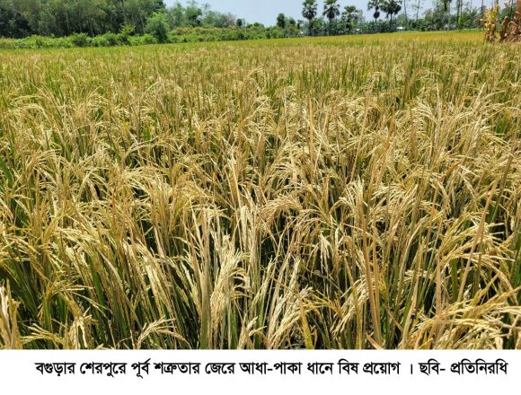 বগুড়ার শেরপুরে পূর্ব শত্রুতার জেরে পাকা ধানে বিষ প্রয়োগ ও সেচযন্ত্র ভাঙচুর, থানায় অভিযোগ