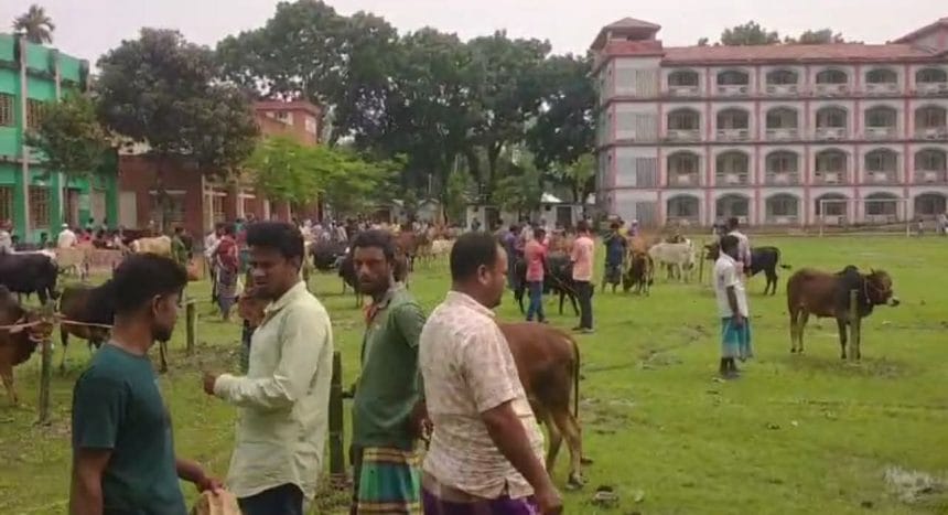 কুড়িগ্রামের রাজারহাট নাজিম খাঁ সর্বশেষ হাটে জমে উঠেছে কুরবানীর পশুর হাট-