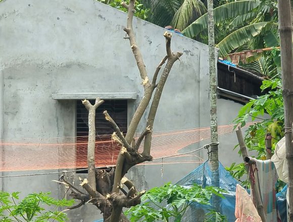 মোংলায় গাছের ঢাল কাটাকে কেন্দ্র করে প্রতিপক্ষের হামলায় আহত ৭