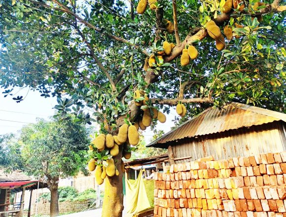 অস্তিত্ব সংকটেও ‘কাঁঠালের রাজধানী’ শ্রীপুর- এখনো ওঠেনি বাজারে, অপেক্ষায় জ্যৈষ্ঠের সুবাস
