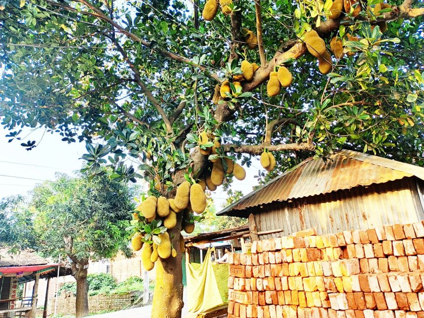 অস্তিত্ব সংকটেও ‘কাঁঠালের রাজধানী’ শ্রীপুর- এখনো ওঠেনি বাজারে, অপেক্ষায় জ্যৈষ্ঠের সুবাস
