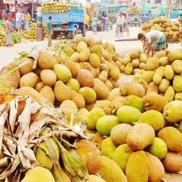 গাছে গাছে কাঁঠালের সমারোহ, গ্রীষ্মের রূপে মুগ্ধ শ্রীপুর