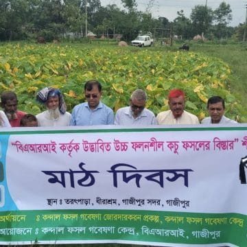 বারিতে পানিকচুর উন্নত জাতের বিস্তার বিষয়ক মাঠ দিবস অনুষ্ঠিত
