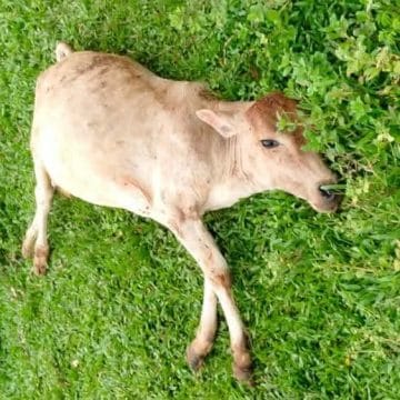 শ্রীপুরে পাটক্ষেতে যাওয়াকে কেন্দ্র করে গরুকে পিটিয়ে হত্যার অভিযোগ