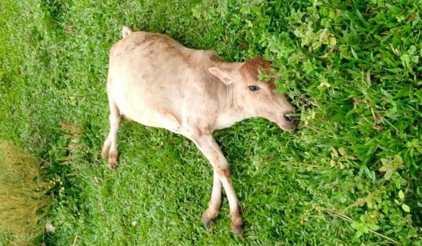 শ্রীপুরে পাটক্ষেতে যাওয়াকে কেন্দ্র করে গরুকে পিটিয়ে হত্যার অভিযোগ