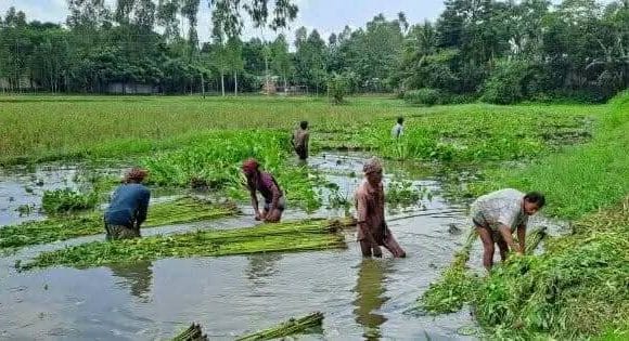 পা‌নির অভাবে পাট জাগ দিতে না পারায় বিপাকে কৃষক