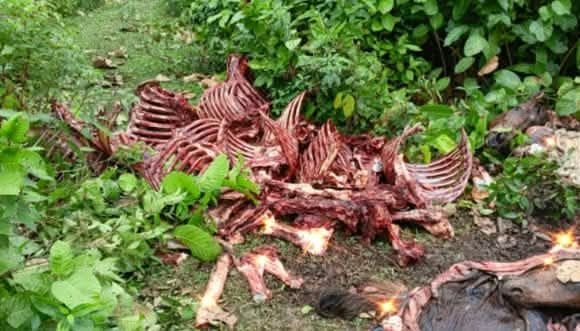 received_1716058413025751 শ্রীপুরে গভীর জঙ্গল থেকে অন্তত ১২টি ঘোড়ার মাথা, চামড়া,পা,নাড়িভুঁড়ি ও হাড়গোড় উদ্ধার, উধাও মাংস