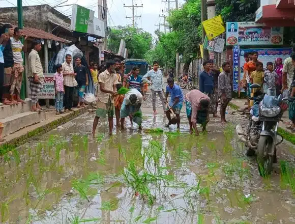 received_28819527464302157 ঠিকাদার উধাও, শ্রীপুরের সড়কে ধান রোপণ!