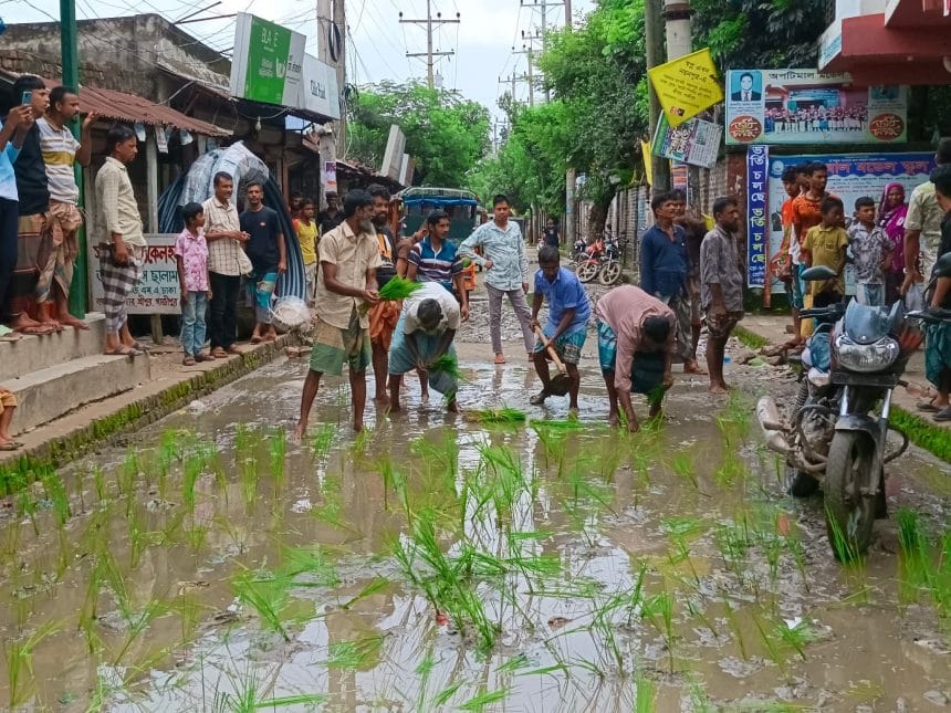 ঠিকাদার উধাও, শ্রীপুরের সড়কে ধান রোপণ!‎‎