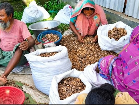 Messenger_creation_1119593564070355 রাজারহাটে পঁচা সুপারি এখন আয়ের উৎস, কর্মসংস্থানে নতুন সম্ভাবনা-