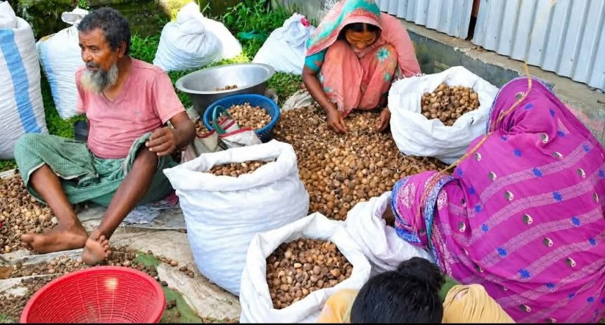 রাজারহাটে পঁচা সুপারি এখন আয়ের উৎস, কর্মসংস্থানে নতুন সম্ভাবনা-