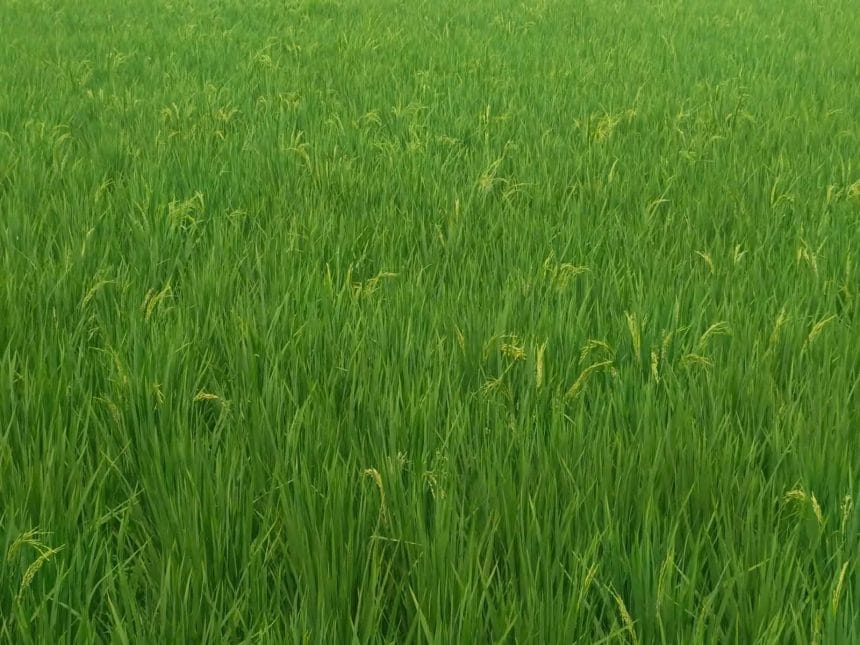 হলুদ ট্যাগের বীজে আগাম শীষ, ক্ষতির মুখে পটুয়াখালীর কৃষক